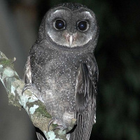 Greater Sooty Owl