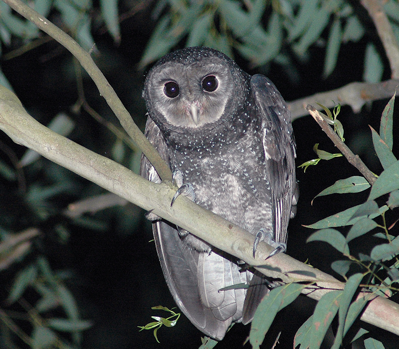 A front facing Greater Sooty Owl hunched forward from its perch by Richard Jackson