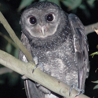 Greater Sooty Owl