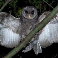 Greater Sooty Owl