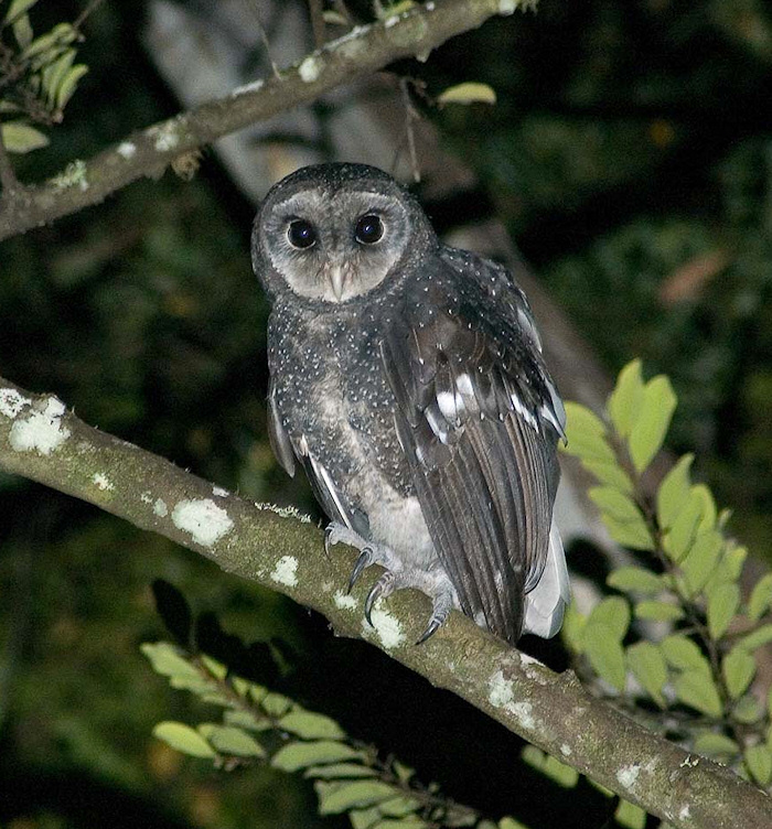 Greater Sooty Owl perched on a tree branch at night by Richard Jackson