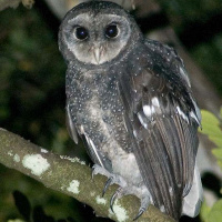 Greater Sooty Owl