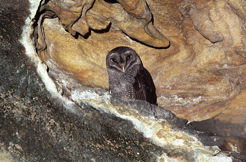 Greater Sooty Owl roosting in a cave by Richard Jackson