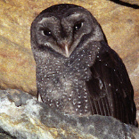 Greater Sooty Owl