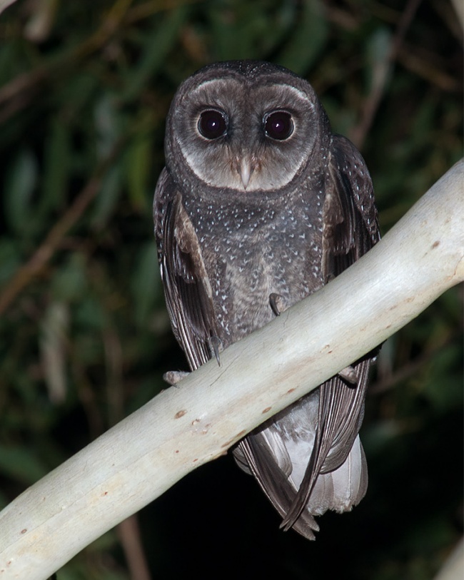 Front facing Greater Sooty Owl on a large branch at night by Richard Jackson