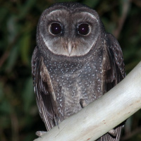 Greater Sooty Owl