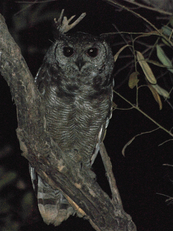 Greyish Eagle Owl perched on a branch at night by Alan Van Norman
