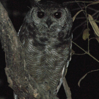 Greyish Eagle Owl