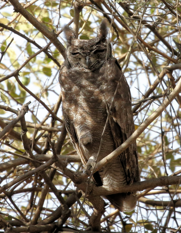 Greyish Eagle Owl at roost in the thickets by Bill Moorhead