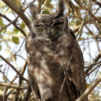 Greyish Eagle Owl