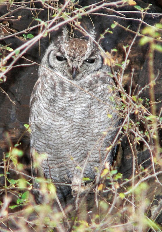 Greyish Eagle Owl at roost in the scrub by Bruce Marcot