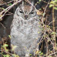 Greyish Eagle Owl