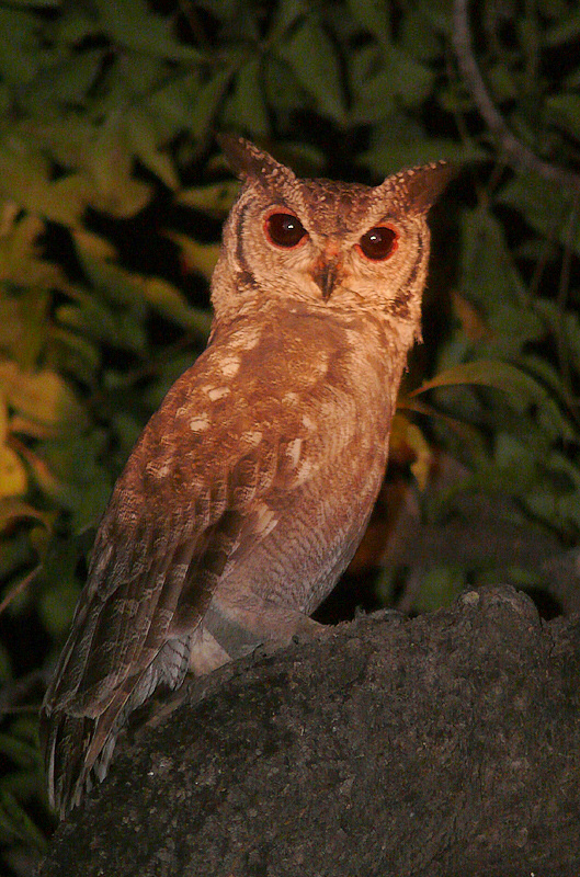 Greyish Eagle Owl standing side-on looking at us by Javier Remirez