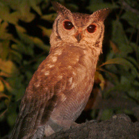 Greyish Eagle Owl