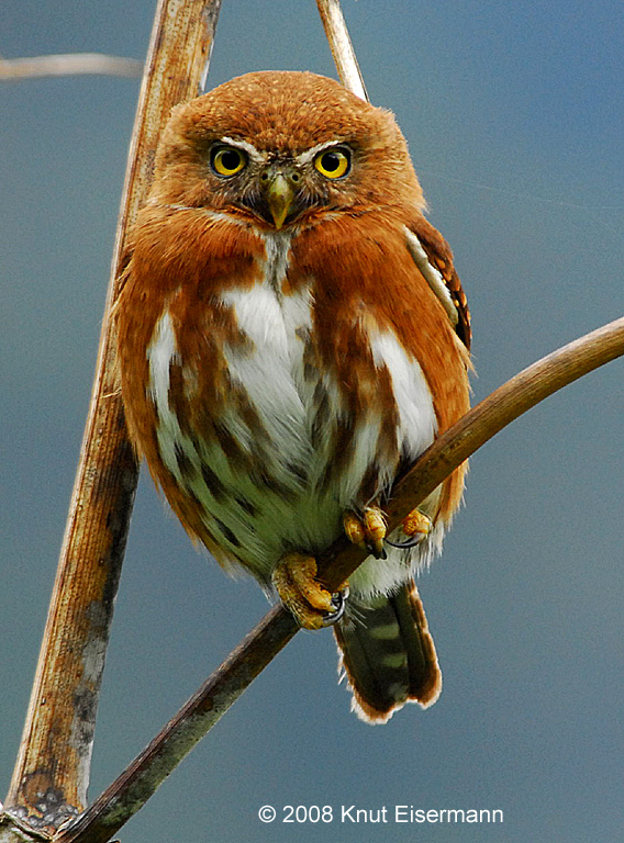 Close up of a Guatemalan Pygmy Owl perched on a twig by Knut Eisermann