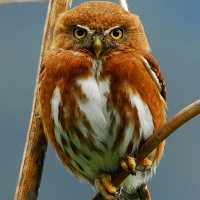 Guatemalan Pygmy Owl