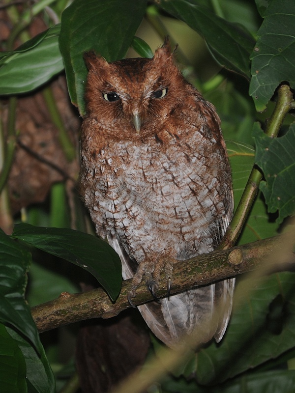 Middle American Screech Owl perched in foliage at night by Alan Van Norman