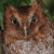 Middle American Screech Owl