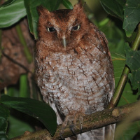 Middle American Screech Owl