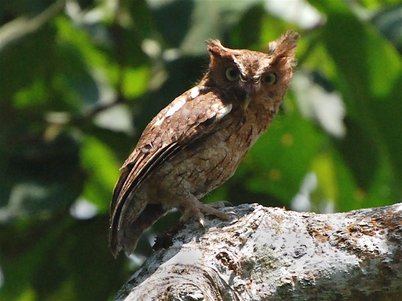 Middle American Screech Owl standing on a thick branch looking at us by Alan Van Norman