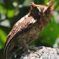 Middle American Screech Owl