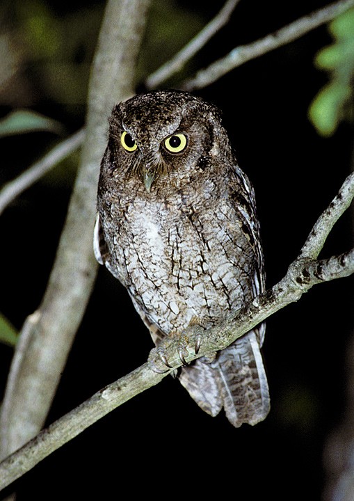 Middle American Screech Owl perched on a branch at night by Rick & Nora Bowers