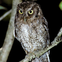 Middle American Screech Owl