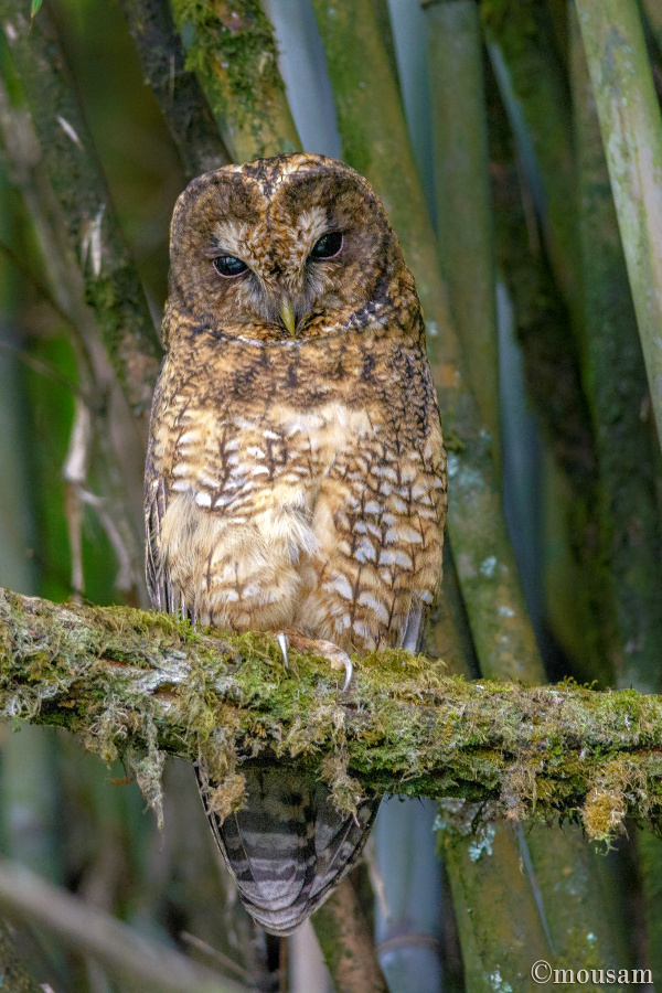 Himalayan Wood Owl at roost on a lichen covered branch by Mousam Ray