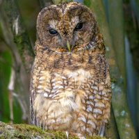 Himalayan Wood Owl