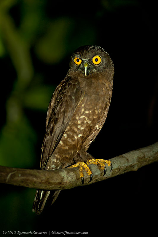 Hume's Hawk Owl perched on a branch at night looking to the side by Rajneesh Suvarna