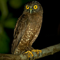 Hume's Hawk Owl