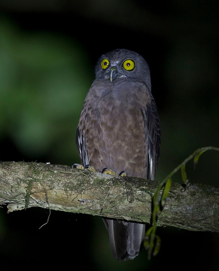 An alert Hume's Hawk Owl perched on a branch at night by Sarwan Deep Singh
