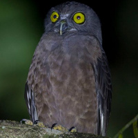 Hume's Hawk Owl