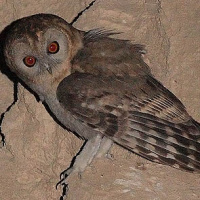 Desert Owl