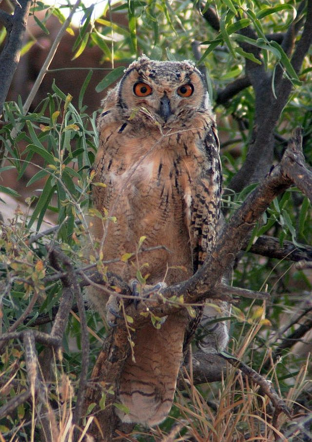 Young Indian Eagle Owl at roost in the foliage by Jugal Tiwari