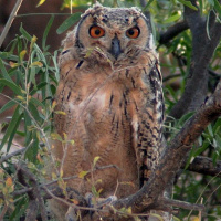 Indian Eagle Owl