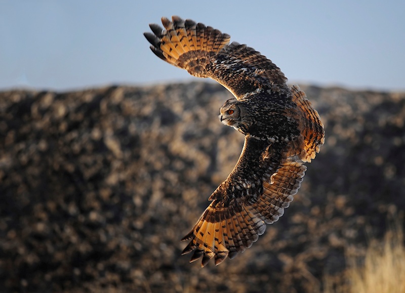 Amazing photo of a Indian Eagle Owl banking in flight by Rachit Shah