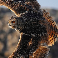 Indian Eagle Owl