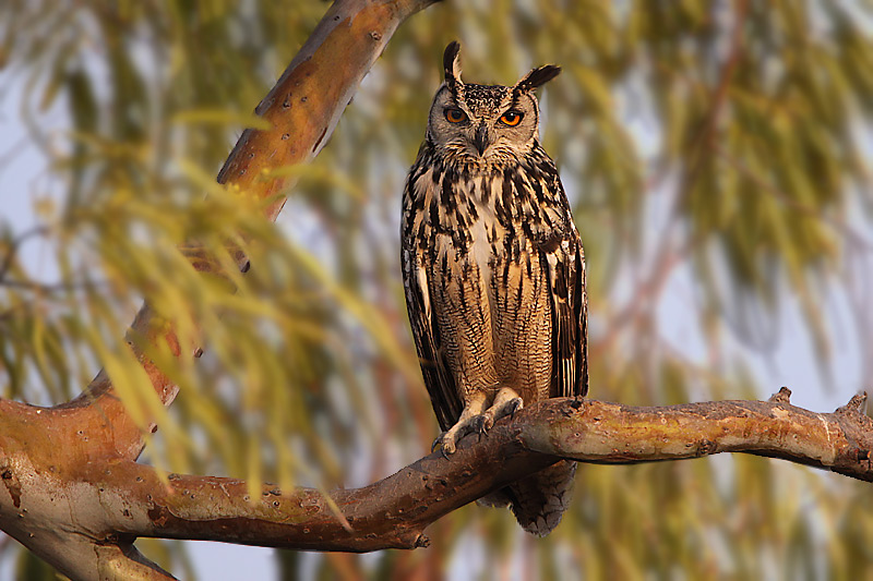 Indian Eagle Owl perched high in a tree by Saleel Tambe