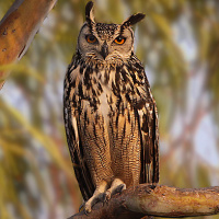 Indian Eagle Owl