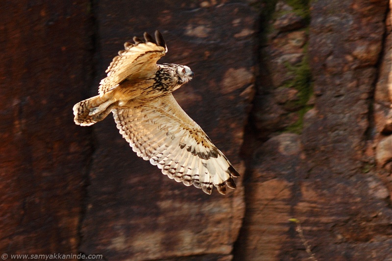 Indian Eagle Owl flies across a cliff face by Samyak Kaninde
