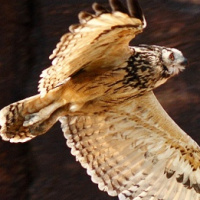 Indian Eagle Owl