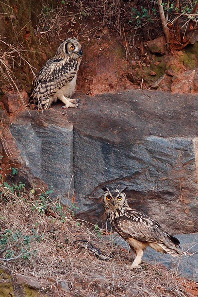 Young and adult Indian Eagle Owl on a rocky ledge by Samyak Kaninde