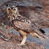 Indian Eagle Owl