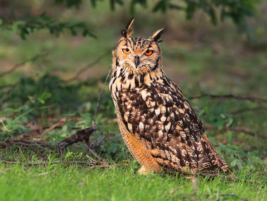 profile view of an Indian Eagle Owl looking at us by Sarwan Deep Singh