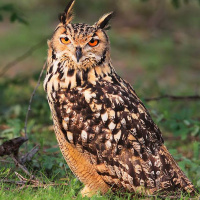 Indian Eagle Owl