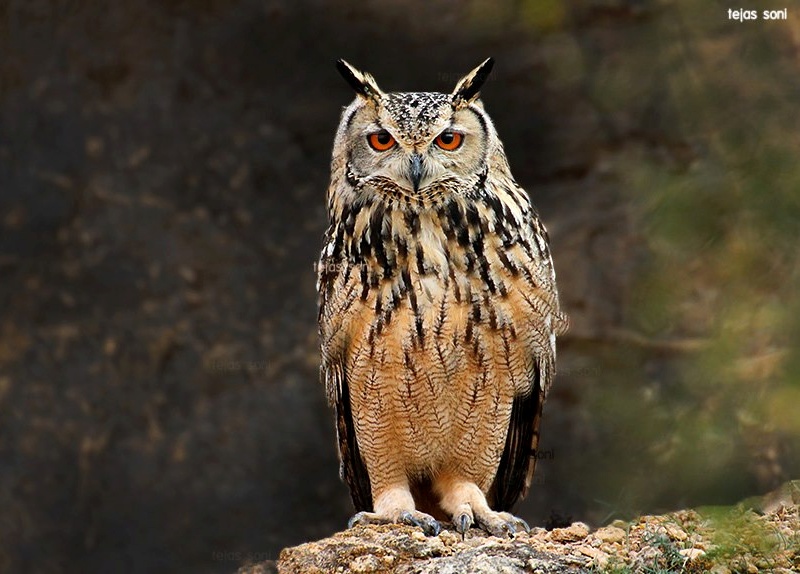 Frontal portrait photo of an Indian Eagle Owl by Tejas Soni