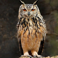 Indian Eagle Owl