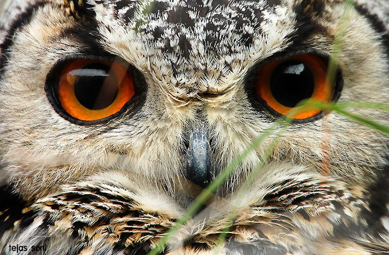 Extreme close up of an Indian Eagle Owl face by Tejas Soni