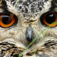 Indian Eagle Owl